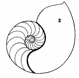 shell_spiral