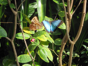 KeyWestButterflies