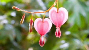 bleeding_hearts